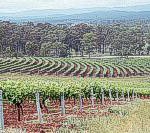 hunter_valley_wineries