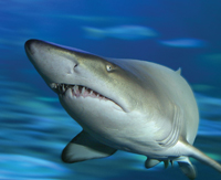 premier_tour_with_cruise